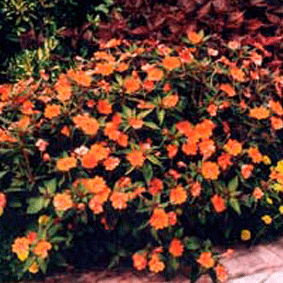 Alegría Tango
