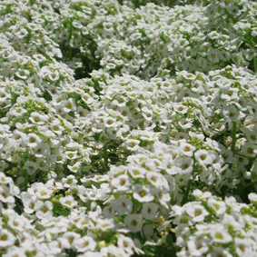 Alyssum