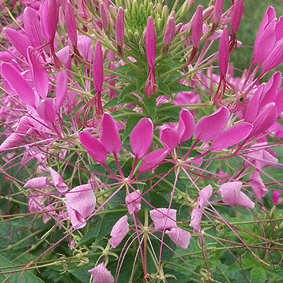 Cleome