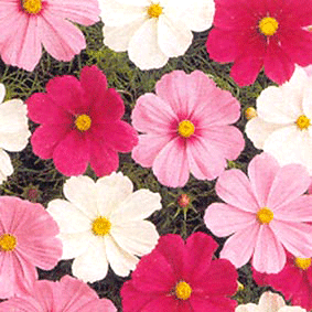 Cosmos