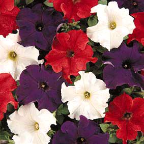 Petunia