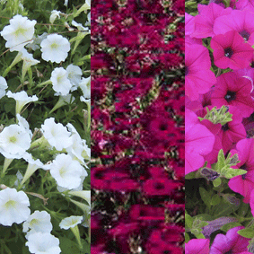 Petunia wave