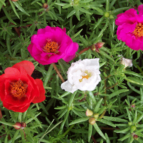 Portulaca