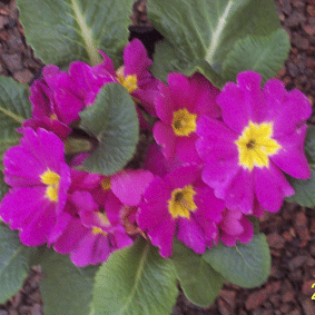 Primula