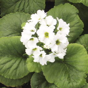 Primula obcónica