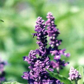 Salvia azul