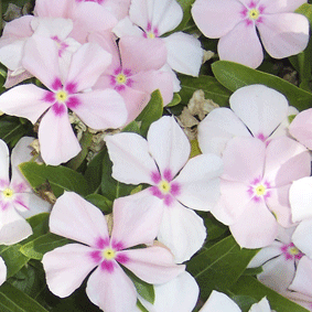 Vinca de flor