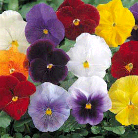 Viola
