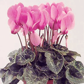 Violeta de los Alpes
