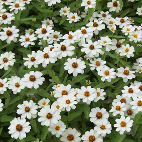 Zinnia Profussion