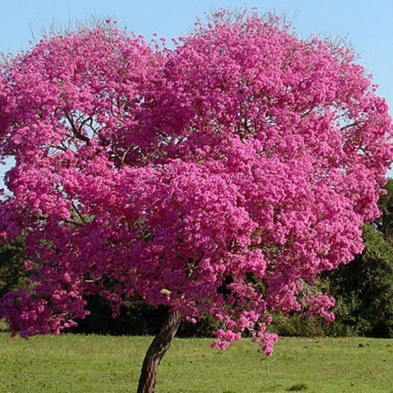 Lapacho Rosado Floracion